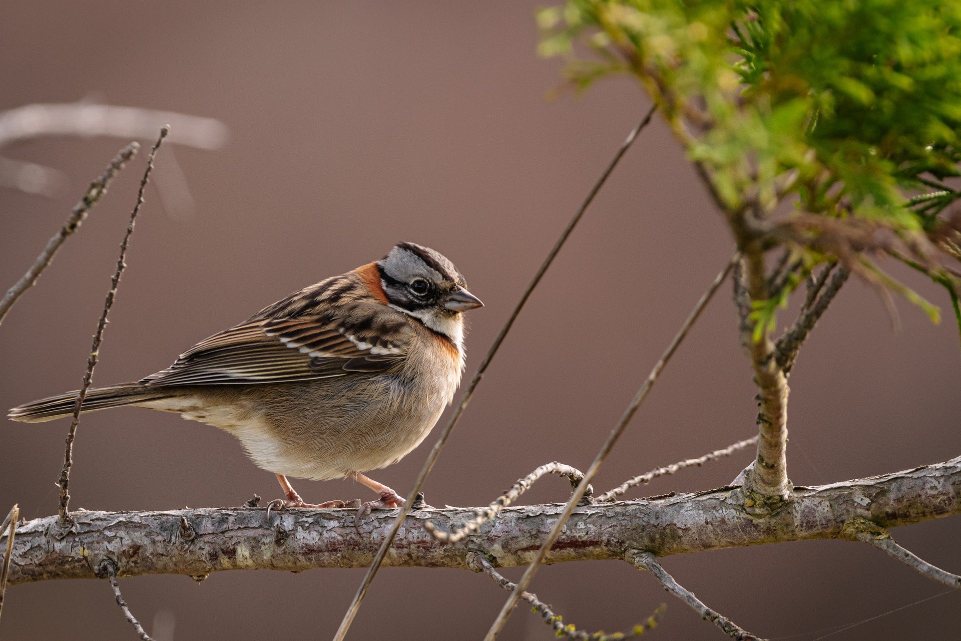 birds-g7ef62656c_1920